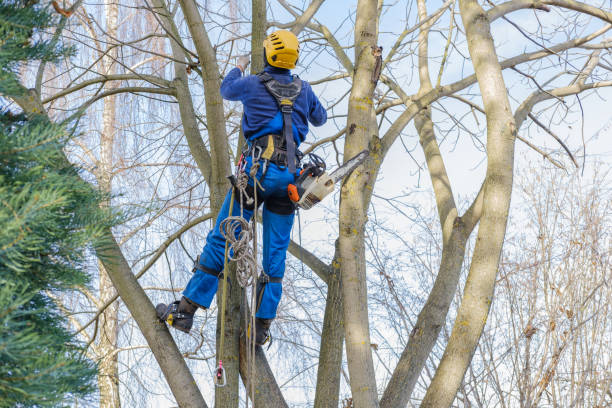 Best Tree Disease Treatment  in East Richmond Heights, CA